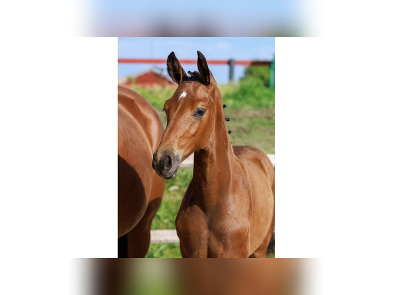 Swedish Warmblood Mare Foal (05/2025) Brown in Flyinge