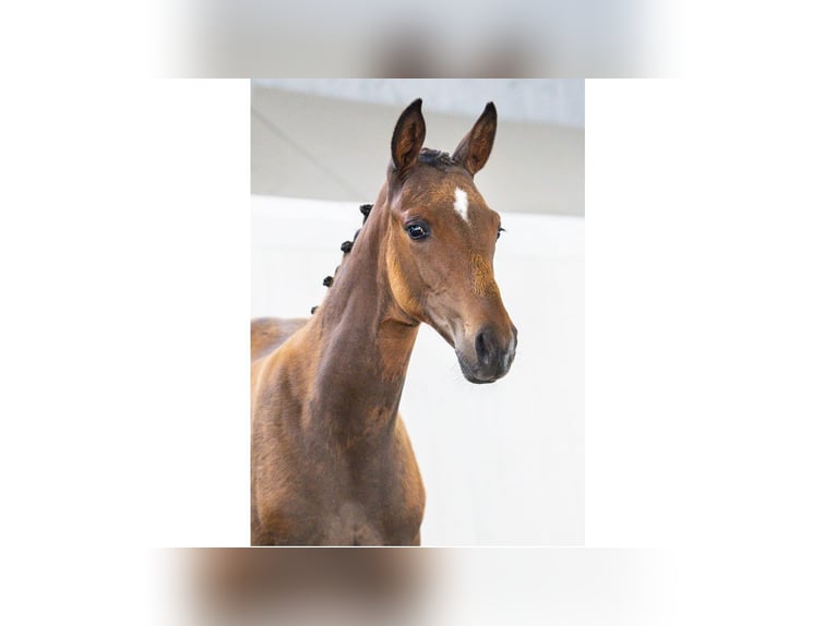 Swedish Warmblood Mare Foal (05/2025) Brown in Flyinge