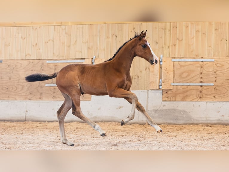 Swedish Warmblood Mare Foal (05/2026) Brown in Flyinge