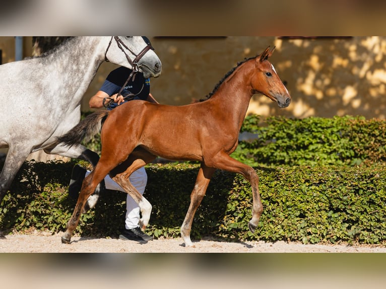 Swedish Warmblood Mare Foal (04/2026) Brown in Flyinge