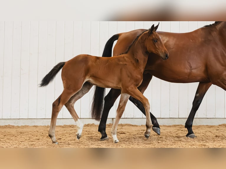 Swedish Warmblood Mare Foal (06/2026) Brown in Flyinge