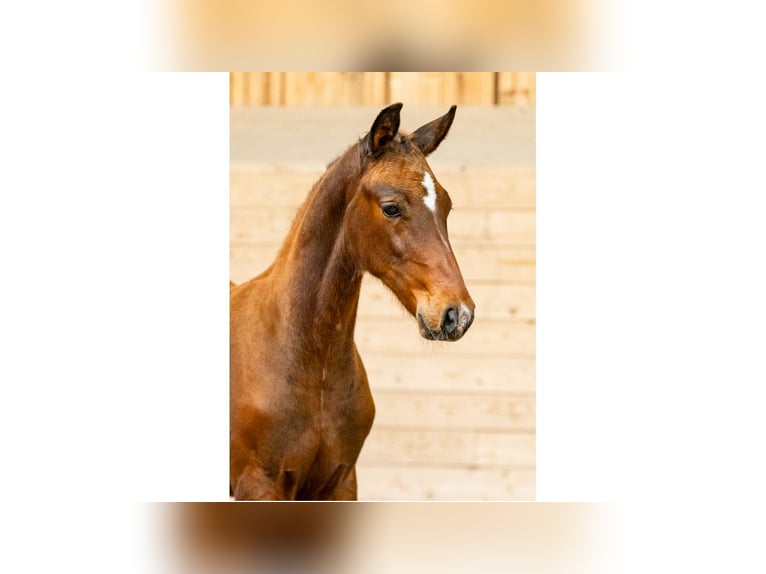 Swedish Warmblood Mare Foal (06/2025) Brown in Flyinge