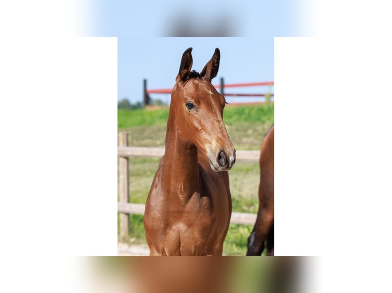 Swedish Warmblood Mare Foal (05/2025) Brown in Flyinge