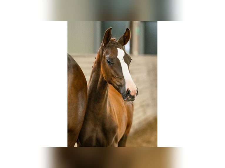 Swedish Warmblood Mare Foal (05/2025) Chestnut in Flyinge