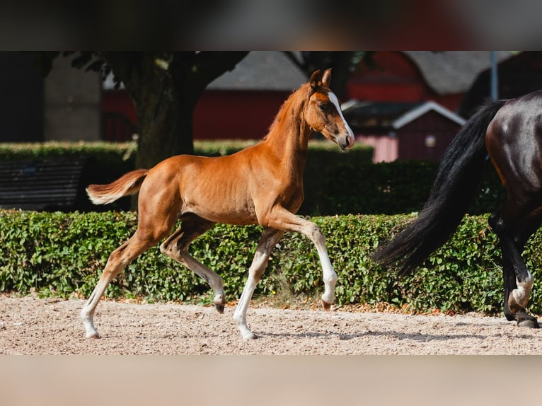Swedish Warmblood Mare Foal (05/2026) Chestnut-Red in Flyinge