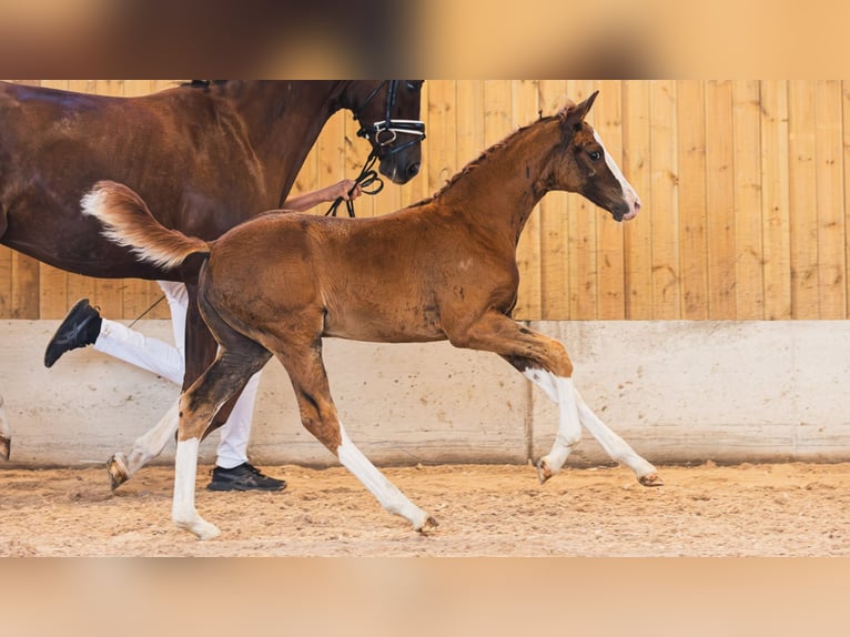 Swedish Warmblood Mare Foal (05/2026) Chestnut-Red in Flyinge