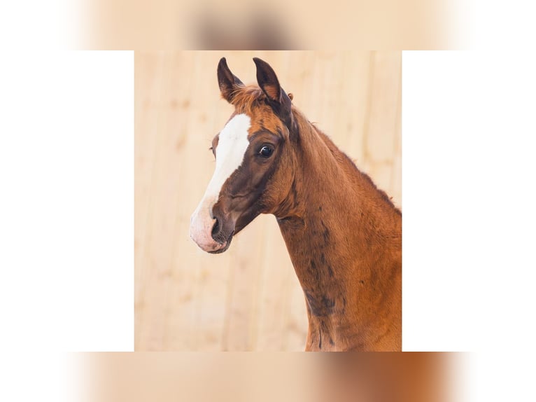 Swedish Warmblood Mare Foal (05/2026) Chestnut-Red in Flyinge