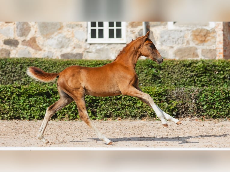 Swedish Warmblood Mare Foal (05/2026) Chestnut-Red in Flyinge