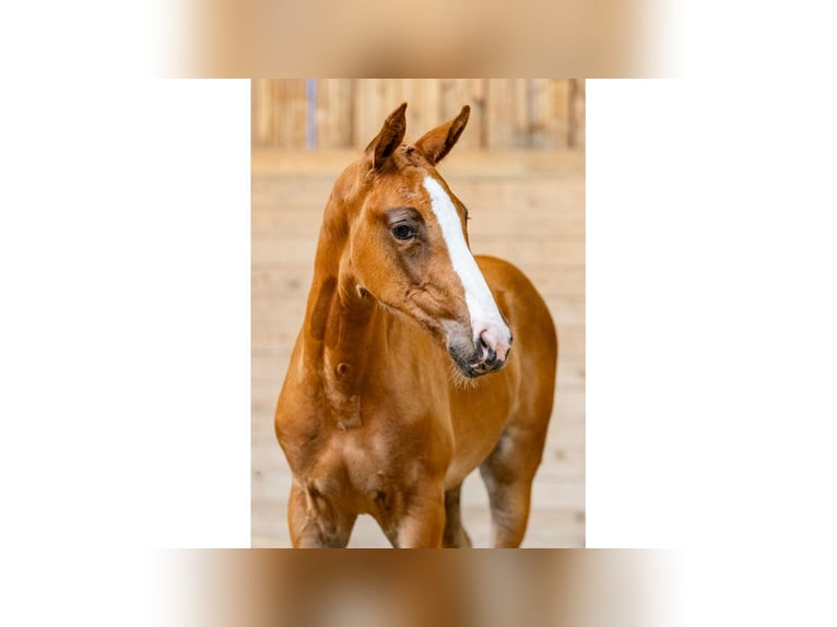 Swedish Warmblood Mare Foal (06/2025) Chestnut in Flyinge