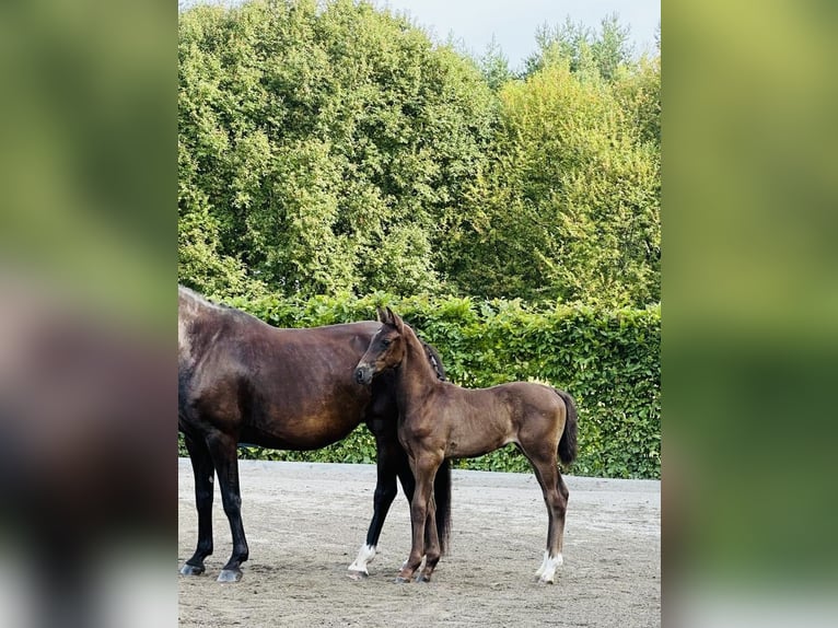 Swedish Warmblood Stallion 1 year 16,1 hh Bay-Dark in Strängnäs