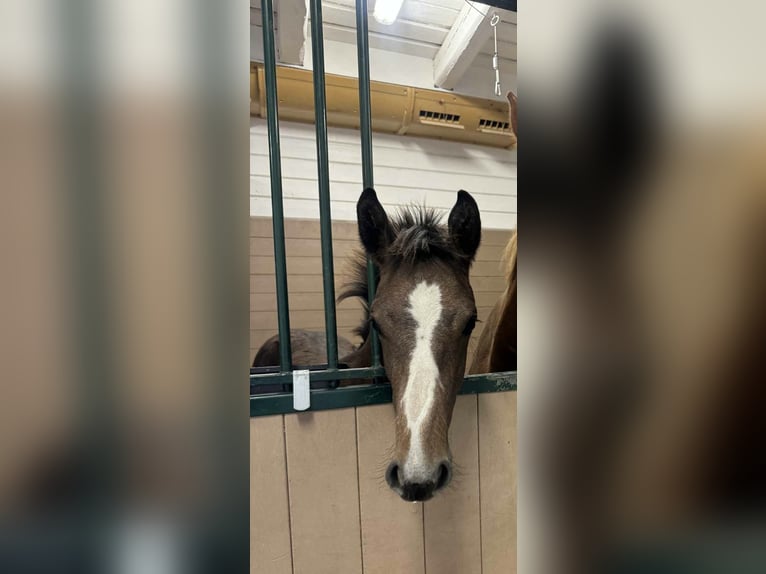 Swedish Warmblood Stallion 1 year 16,2 hh Grey in Uppsala