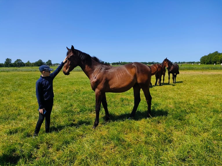 Swedish Warmblood Stallion 1 year 17 hh Brown in Coevorden