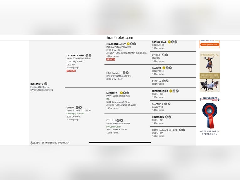 Swedish Warmblood Stallion 1 year Bay in Uttran