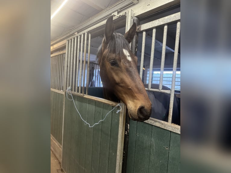 Swedish Warmblood Stallion 2 years 16 hh Bay-Dark in Ljungbyholm, Kalmar