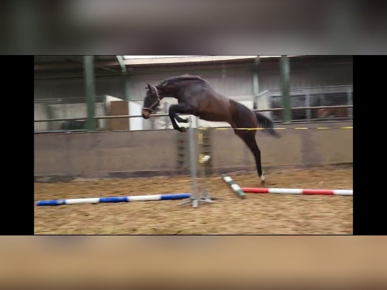 Swedish Warmblood Stallion 2 years 17 hh Brown in Coevorden