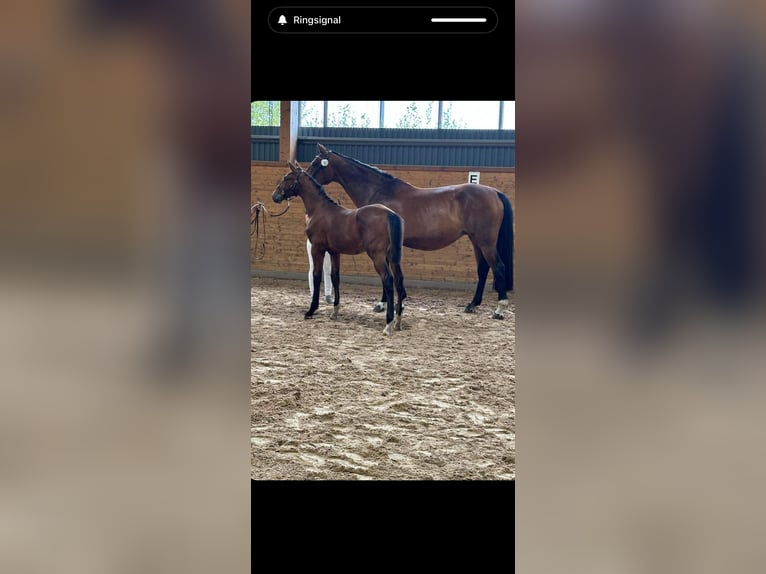 Swedish Warmblood Stallion Foal (04/2024) 16,2 hh in Borgholm