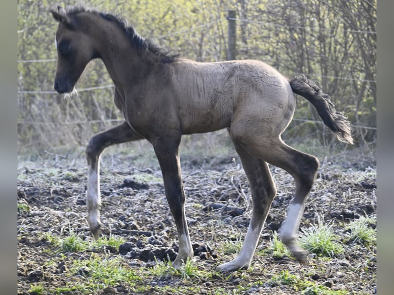 Swedish Warmblood Stallion Foal (01/2024) 16 hh Buckskin in Borås