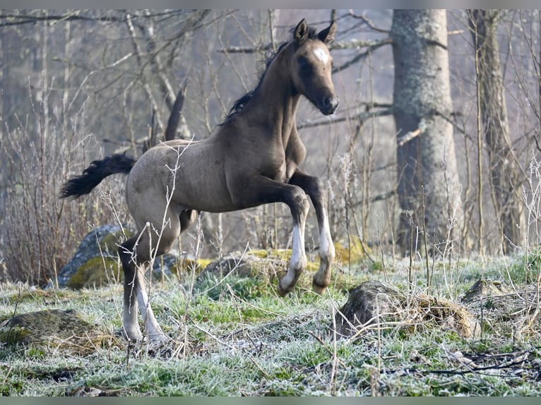 Swedish Warmblood Stallion Foal (01/2024) 16 hh Buckskin in Borås