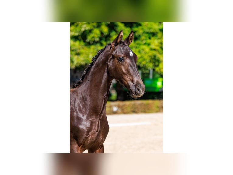 Swedish Warmblood Stallion Foal (04/2025) Bay in Flyinge