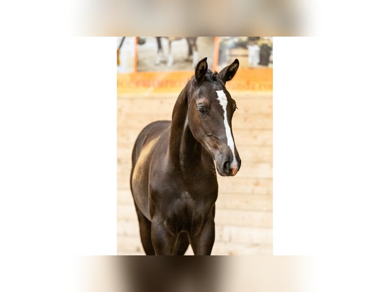 Swedish Warmblood Stallion Foal (04/2025) Bay in Flyinge