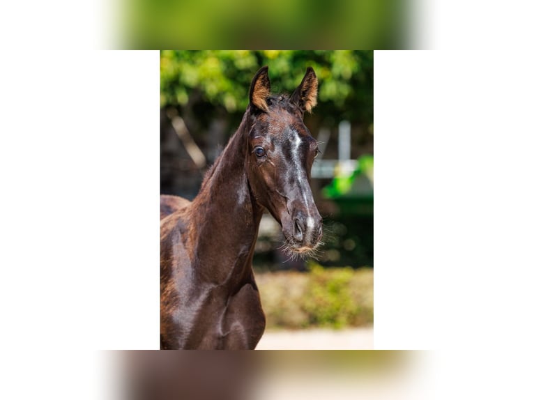 Swedish Warmblood Stallion Foal (04/2025) Black in Flyinge
