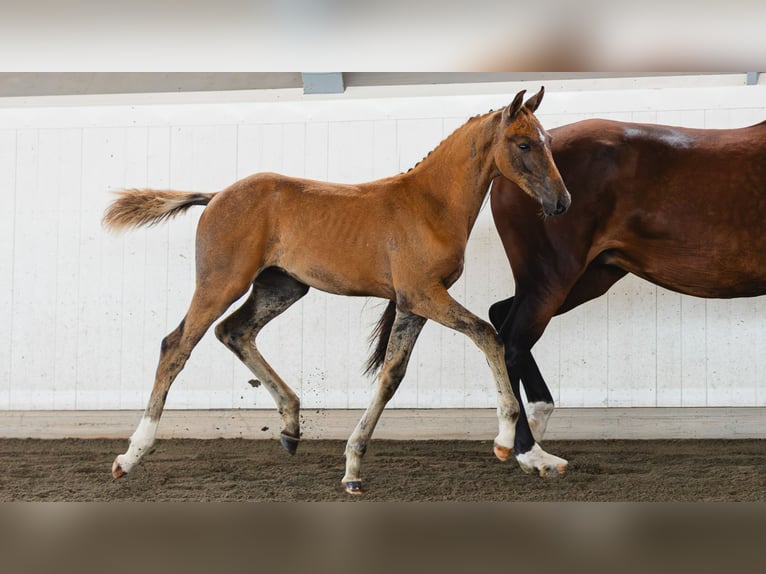 Swedish Warmblood Stallion Foal (05/2026) Brown in Flyinge