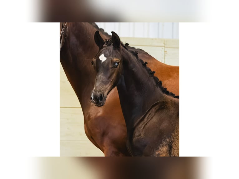 Swedish Warmblood Stallion Foal (05/2026) Brown in Flyinge