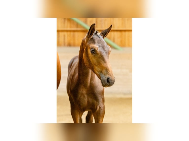 Swedish Warmblood Stallion Foal (04/2025) Brown in Flyinge