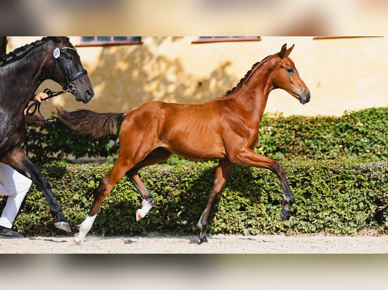 Swedish Warmblood Stallion Foal (04/2026) Brown in Flyinge