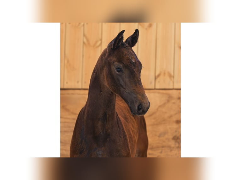 Swedish Warmblood Stallion Foal (06/2026) Brown in Flyinge