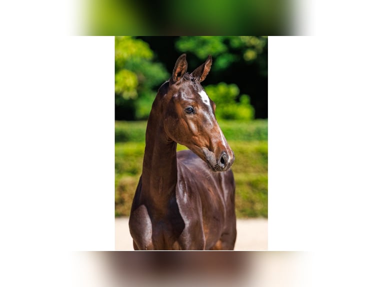 Swedish Warmblood Stallion Foal (05/2025) Brown in Flyinge