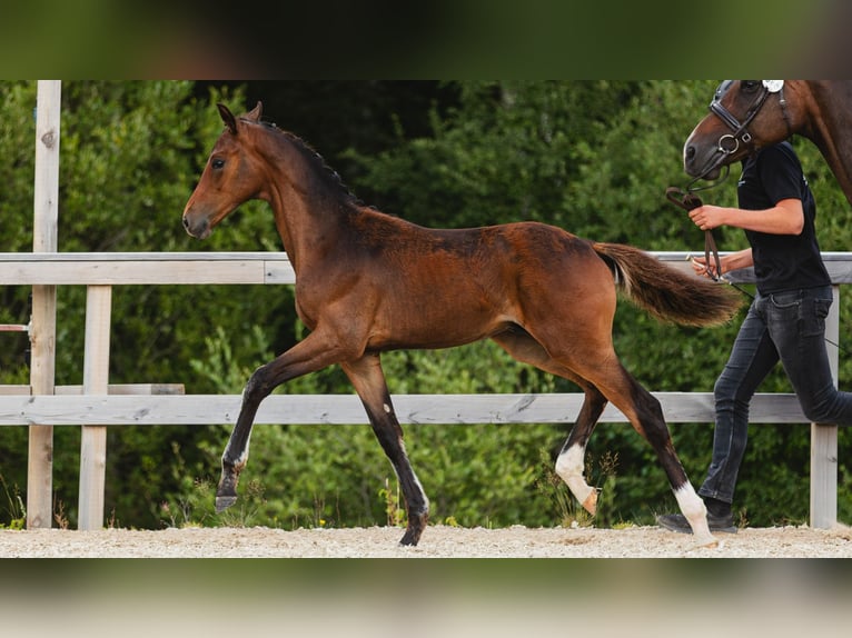 Swedish Warmblood Stallion Foal (04/2026) Brown in Flyinge