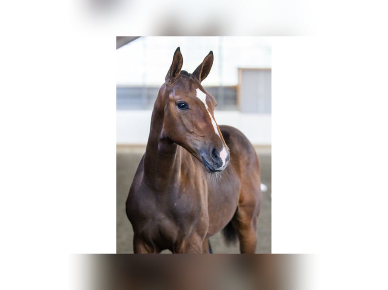 Swedish Warmblood Stallion Foal (04/2025) Brown in Flyinge