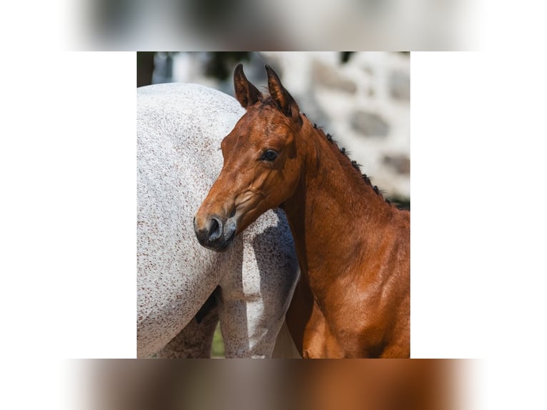 Swedish Warmblood Stallion Foal (06/2026) Brown in Flyinge