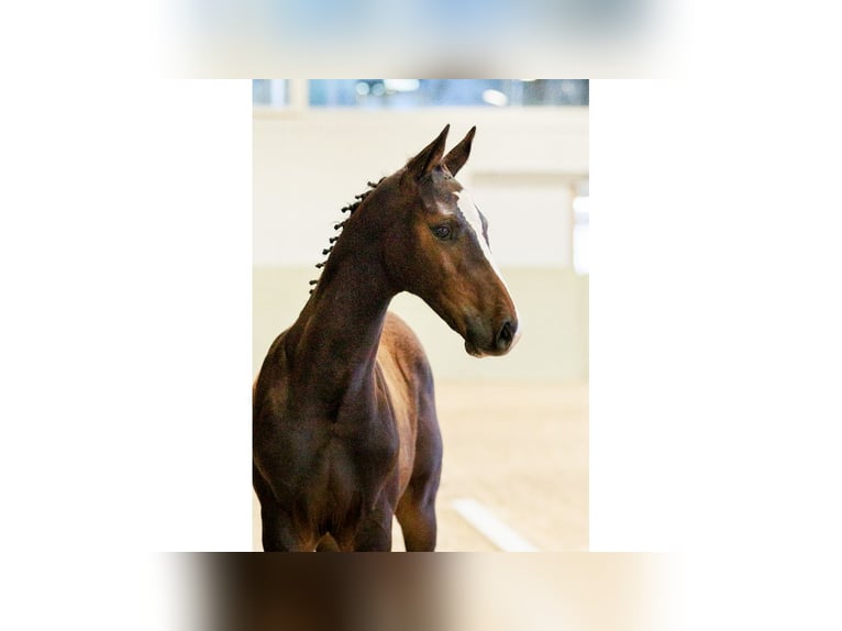 Swedish Warmblood Stallion Foal (05/2025) Brown in Flyinge