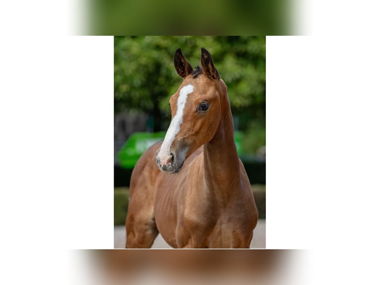 Swedish Warmblood Stallion Foal (06/2025) Brown in Flyinge
