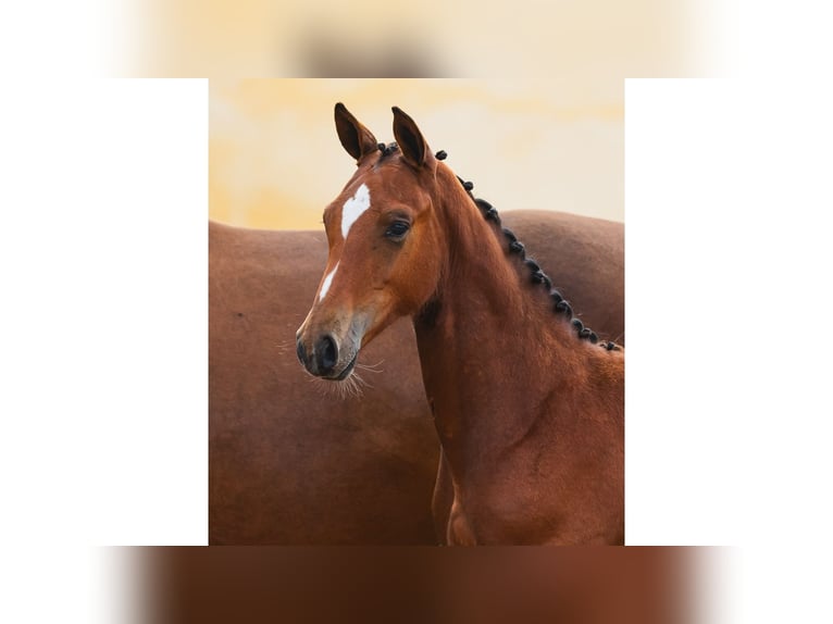 Swedish Warmblood Stallion Foal (04/2026) Brown in Flyinge