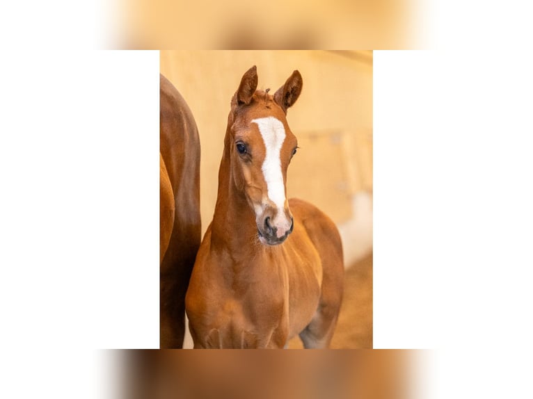 Swedish Warmblood Stallion Foal (07/2025) Chestnut in Flyinge