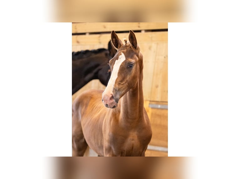 Swedish Warmblood Stallion Foal (05/2025) Chestnut in Flyinge