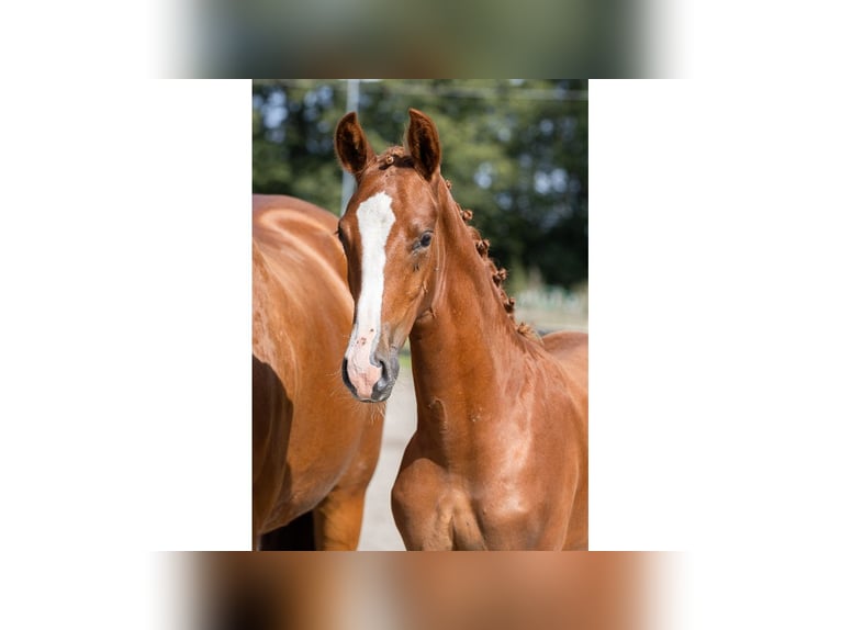 Swedish Warmblood Stallion Foal (04/2025) Chestnut in Flyinge