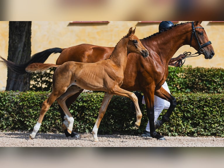 Swedish Warmblood Stallion Foal (06/2026) Chestnut-Red in Flyinge