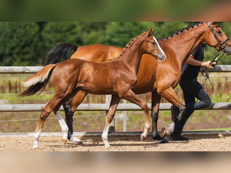 Swedish Warmblood Stallion Foal (04/2026) Chestnut-Red in Flyinge