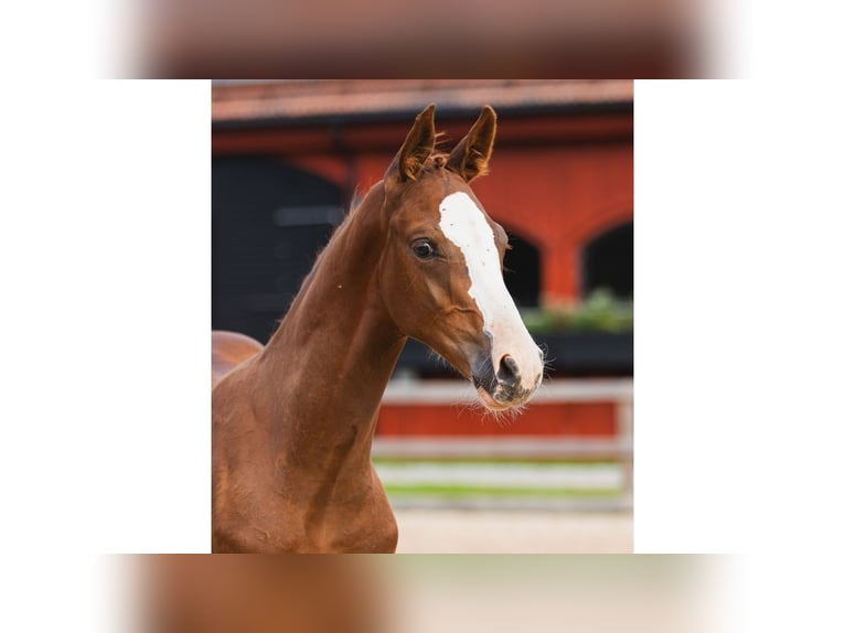 Swedish Warmblood Stallion Foal (05/2026) Chestnut-Red in Flyinge