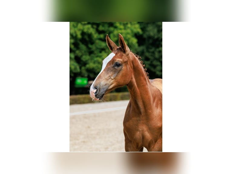 Swedish Warmblood Stallion Foal (04/2025) Chestnut in Flyinge