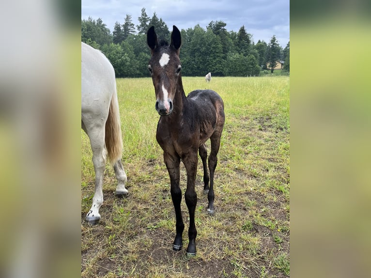 Swedish Warmblood Stallion Foal (05/2024) Gray-Dapple in Västerås