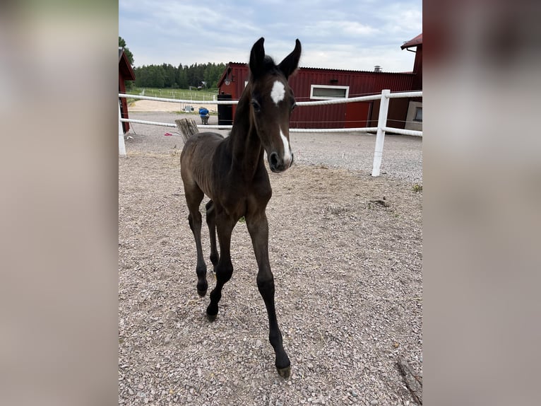 Swedish Warmblood Stallion Foal (05/2024) Gray-Dapple in Västerås