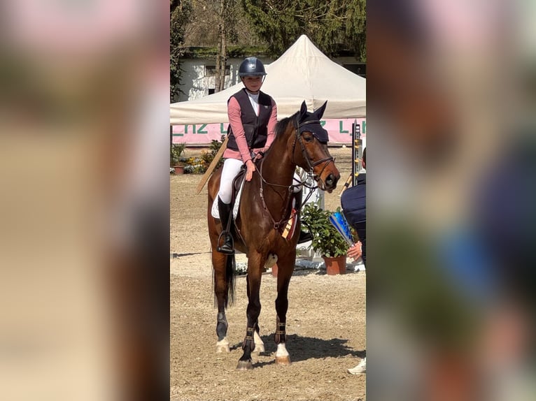 Swiss Warmblood Gelding 10 years 16.1 hh Brown in Ulm