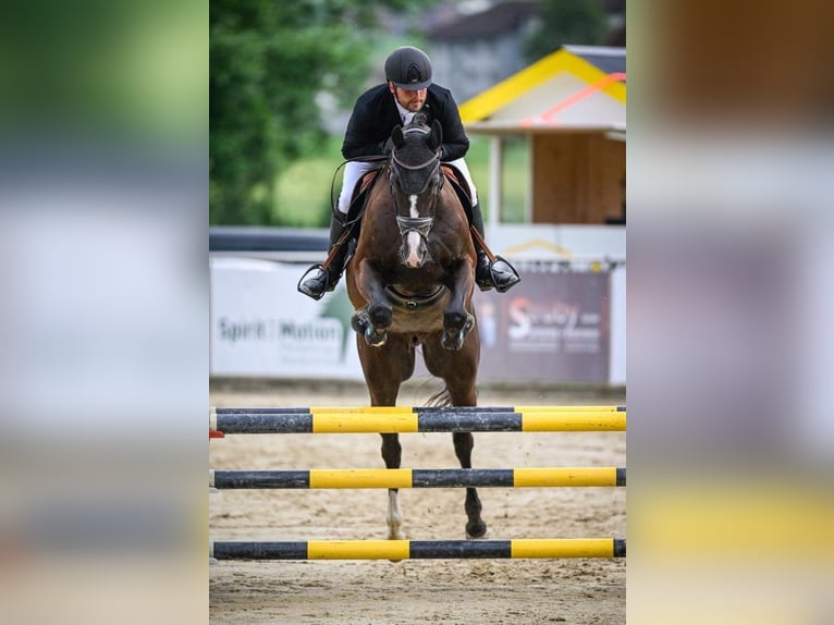 Swiss Warmblood Gelding 10 years 16,1 hh Black in Rigi ScheideggGoldau