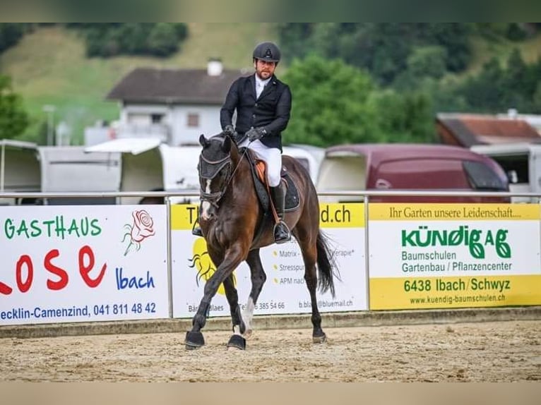 Swiss Warmblood Gelding 10 years 16,1 hh Black in Rigi ScheideggGoldau