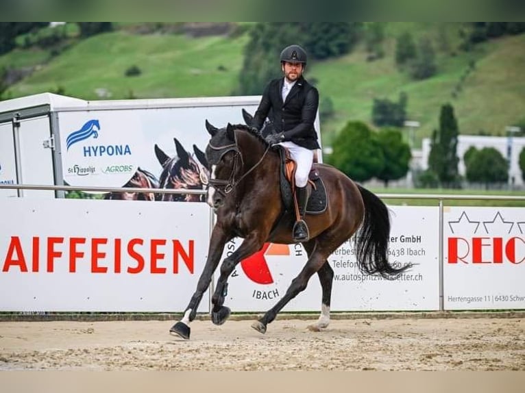 Swiss Warmblood Gelding 10 years 16,1 hh Black in Rigi ScheideggGoldau